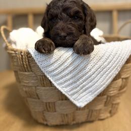 Ruger - Phantom male Goldendoodle puppy in Zeeland, Michigan from Dandelion Lane Doodles