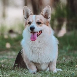 Moo - Pembroke Welsh Corgi