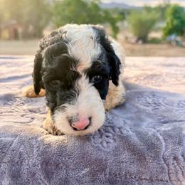 Clem - Parti male Poodle puppy in Meadowbrook, California from Standard Poodle Pups