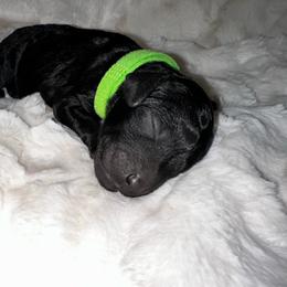 Miss Green - Black female Goldendoodle puppy in San Diego, California from Sensational Doodles