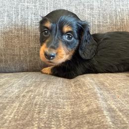 Stella 2800 - Black and tan female Dachshund puppy in Tonopah, Arizona from Brandie's Dachshunds