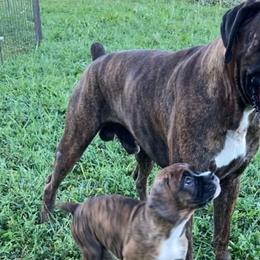 Atlas - Boxer