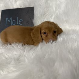 Boy 3 - Red male Dachshund puppy in Stilwell, Oklahoma from TJ's Dachshunds