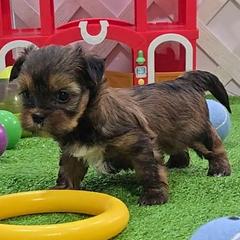 Christa.Bella - Black gold and white female Shorkie puppy in Aurora, Missouri from KnJ Precious Paws LLC