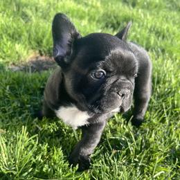 Onyx - Brindle male French Bulldog puppy in Nora Springs, Iowa from Summit View Frenchies