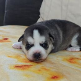Nova - Black and white Siberian Husky puppy in Kennesaw, Georgia from King Husky Puppies