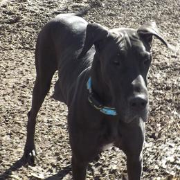 Yoshi - Great Dane