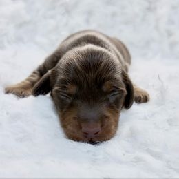 Reese - Chocolate and tan male Dachshund puppy in Sterling, Colorado from Country Chics Doxies