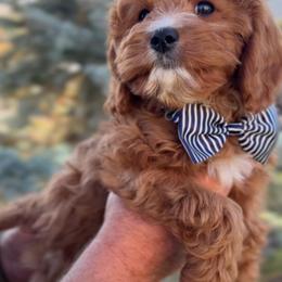 Bernedoodle, Cavapoo, and Goldendoodle Puppies from Blackberry Farm Puppies