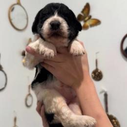 Norabel Fae - Black and white female Saint Berdoodle puppy in Mesa, Arizona from Desert Bohunk Doodles and Branded Bullies