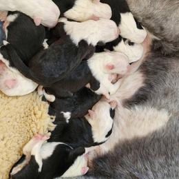 Black collar - Gray and white male Old English Sheepdog puppy in Smallett, Missouri from Chasin Angus Sheepdogs