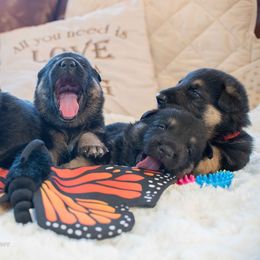Australian Shepherd and German Shepherd Puppies from Trademark Kennels