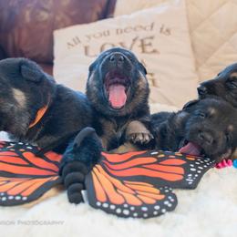 Australian Shepherd and German Shepherd Puppies from Trademark Kennels