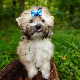 Companion Cross, Havanese, Mal-Shi, Maltese, Maltipoo, Morkie, and Shih Tzu Puppies from Seeking Shalom Acres Maltese, Maltipoos & Havamalts