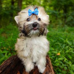 Companion Cross, Havanese, Mal-Shi, Maltese, Maltipoo, Morkie, and Shih Tzu Puppies from Seeking Shalom Acres Maltese, Maltipoos & Havamalts