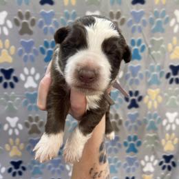 Girl 1 Light Purple collar - Panda female German Shepherd puppy in Pelham, North Carolina from P & P Shepherds