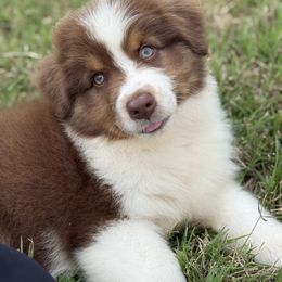Honor - Red tri-color male Australian Shepherd puppy in Chickasha, Oklahoma from Rustic Lace