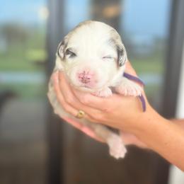 Ever - Blue merle female Australian Shepherd puppy in Jacksonville, Florida from Autumn's Aussies