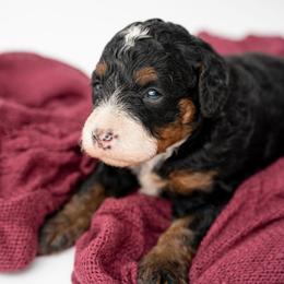 Nellie - Tri-color female Bernedoodle puppy in Lititz, Pennsylvania from Sleepy Hollow Acres
