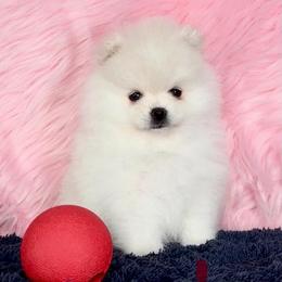 1 - Cream female Pomeranian puppy in Kennesaw, Georgia from Cream Puffs Pomeranian Puppies