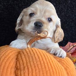 Waffles - Buff male Cocker Spaniel puppy in Greers Ferry, Arkansas from Lake Area Cuddly Cockers