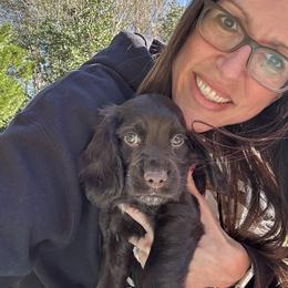 English Cocker Spaniel Puppies from River Trail Kennels