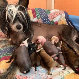 Chihuahua and Chinese Crested Puppies from Western Kentucky Chihuahua’s and Chinese Crested’s