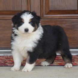 KB-BTF1 - Black tri-color Australian Shepherd puppy in Missouri from Crossroad Acres Aussies