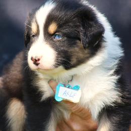 Axel look for my video - Black tri-color male Australian Shepherd puppy in Cookeville, Tennessee from Spring Creek Aussies