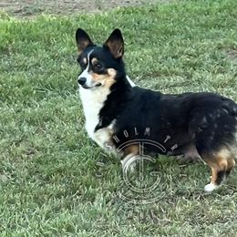 Velvet - Pembroke Welsh Corgi