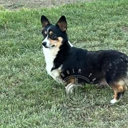 Velvet - Pembroke Welsh Corgi