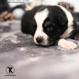 Rowdy-BTM - Black tri-color male Australian Shepherd puppy in Nacogdoches, Texas from TK Standard, Mini, & Toy Aussies