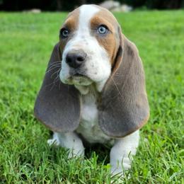 BluMoon - Blue tan and white male Basset Hound puppy in Lebanon, Ohio from Golden Acres D & B