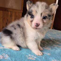 Conway - Blue merle and white male American Corgi puppy in Checotah, Oklahoma from Skoal Creek Corgi's