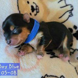 Birch - Black and gold male Yorkshire Terrier puppy in Nitro, West Virginia from Kathryn's Yorkies