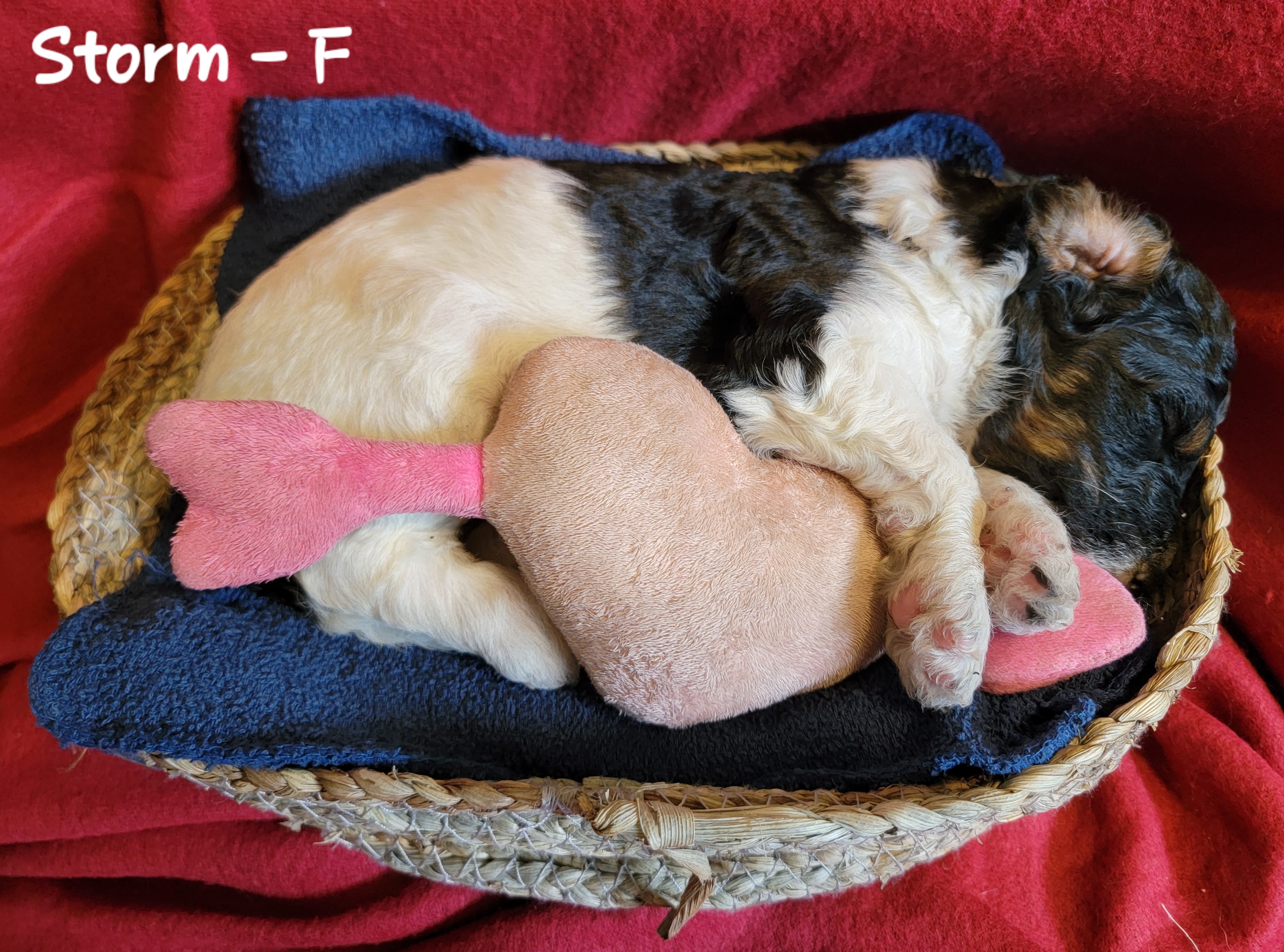 Storm - Tri-color Bernedoodle puppy in Columbiana, Ohio from Painted Doodles and Poodles LLC