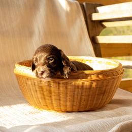 Ace (Solid chocolate) - Chocolate male Dachshund puppy in Excel, Alabama from CJ’s Little Palace
