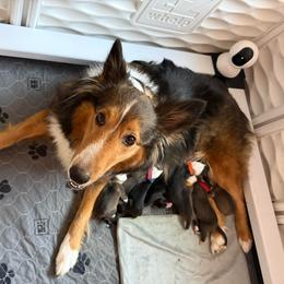 Orange - Black white and tan female Shetland Sheepdog puppy in Katy, Texas from Sherock’s Shelties