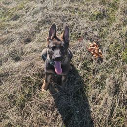 German Shepherd Puppies from Von Thomson Haus