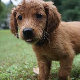 Lolly Pop - Dark golden female Golden Retriever puppy in Beaverdam, Virginia from Red Ridge Retrievers
