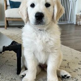 Golden Retriever Puppies from Kansas Prairie Pups