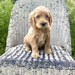 Boy 4- Lincoln (Linc) - male Labradoodle puppy in Mountain View, Missouri from Gastineau Doodles