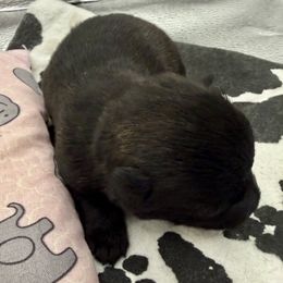 Purple Collar - Brindle female Scottish Terrier puppy in Fort Oglethorpe, Georgia from Moo's Scotties