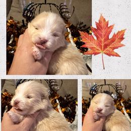 Dylan - Cream male Pomeranian puppy in Orange Grove, Texas from Davis Poms