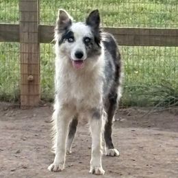 Cardi - Border Collie