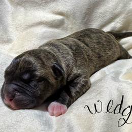 Wedge - Fawn brindle male American Pit Bull Terrier puppy in Nine Mile Falls, Washington from Bartin Kennels
