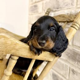 Russian-Italian male - Black and tan male Dachshund puppy in Bowling Green, Kentucky from Dachshunds of the Valley