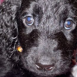 Glory - Goldendoodle puppy from Zeusthemoosedoodles