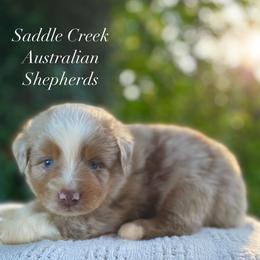 Boy 2 - Red merle male Australian Shepherd puppy in Mount Sterling, Kentucky from Saddle Creek Australian Shepherds
