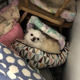 Chanel - Chihuahua
